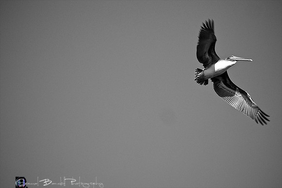 2014-02-16 - Choice images - Out and About in SB with Choupu and Kitten 68 - Version 3