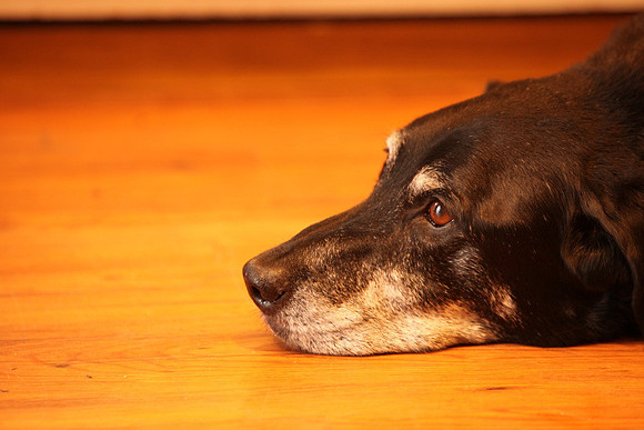 2011-07-24-riley-being-a-dog-16