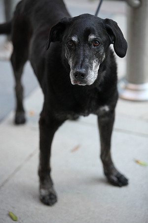 2011-07-24-riley-being-a-dog-1