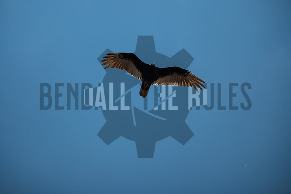 20260502-140534-BendallTheRulesMedia for Precision Track Days - SB (1)