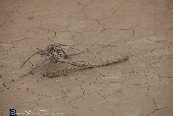 2014-03-01 at 04-19-05 - Taste of Dakar47