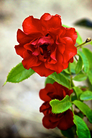 Beauty