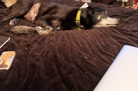 2012-05-09 --  2012-05-09 - Riley on the Bed 5